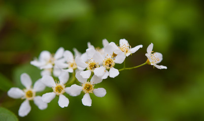 dismissed flowers
