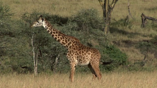 Giraffe walking in Serengeti