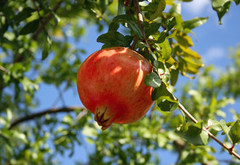 red ripe pomegranate hanging from the tree