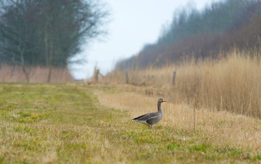 Goose looking at a field in spring