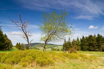 Obraz premium Landscape with tree