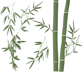 Fototapeta premium green illustration with bamboo branches collection