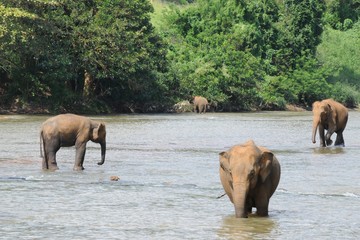 Elephants of Ceylon island