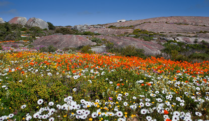 Fototapeta premium landscape with field flowers