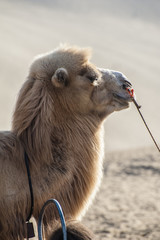 A camel has a rest beside the sand dunes
