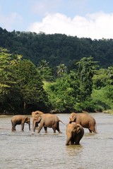 Fototapeta na wymiar Elephants of Ceylon island