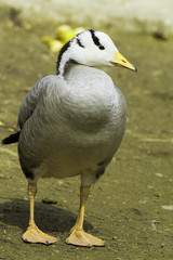 Bar-headed goose (Anser indicus)
