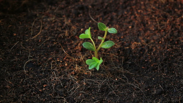 watering seed