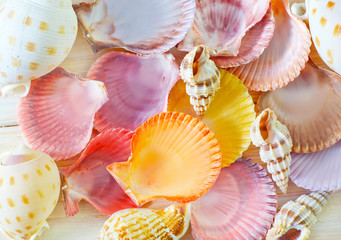 shells
