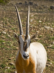 Scimitar Horned Oryx