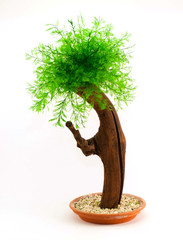 декоравное зеленое дерево в вазоне
