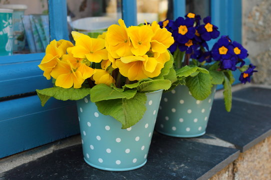 Fototapeta  Deux pots de fleurs bleu au petits pois avec des Primevére  jaune et bleu foncé sur l'appui de fenêtre bleu ardoise.