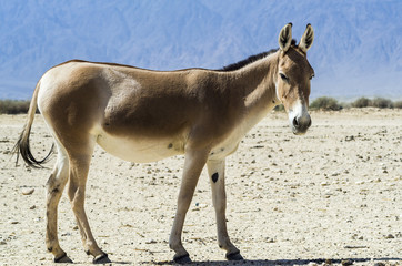 The wild ass onager in Israeli nature reserve
