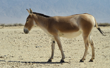 The wild ass onager in Israeli nature reserve