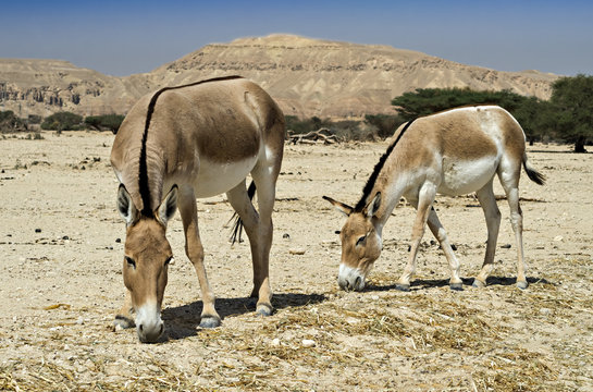 The wild ass onager in Israeli nature reserve