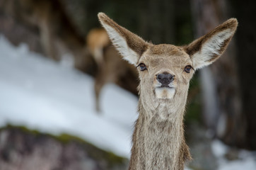 White-tailed deer