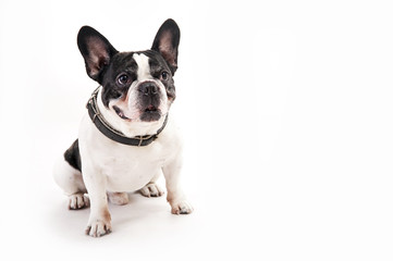 Bulldog on white background