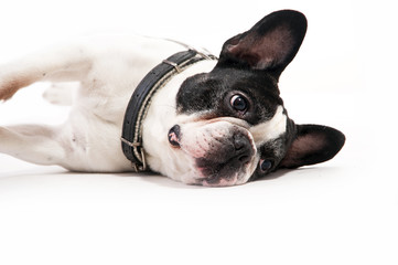 Bulldog on white background