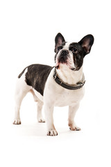 Bulldog on white background look up