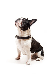 Bulldog on white background look up