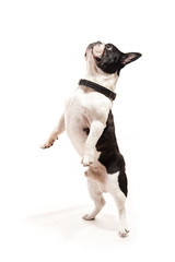 Bulldog on white background jump up