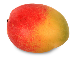 mango fruit