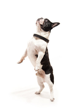 Bulldog On White Background Jump Up