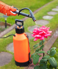 Naklejka premium Protecting plant from vermin with pressure sprayer