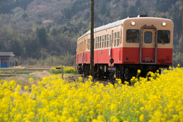 Train running in the rape field
