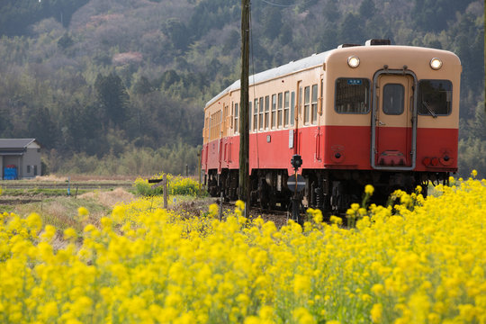 Train running in the rape field
