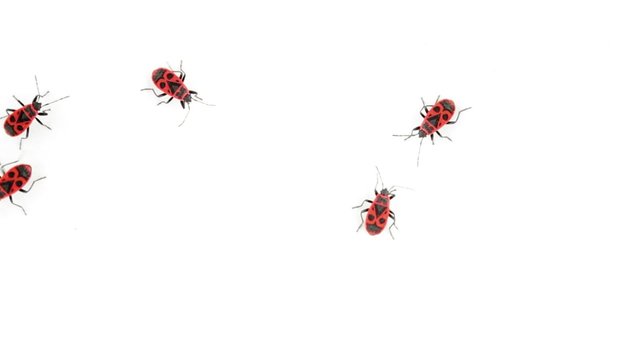 Top view of Firebugs walking on white background