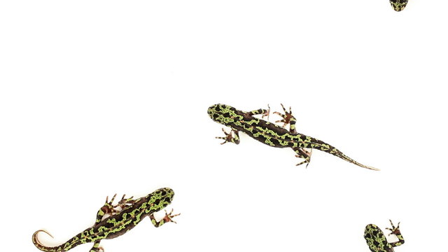 Top view of Marbled Newts walking on white background