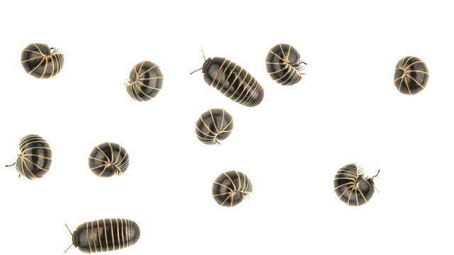 Top view of Woodlice on white background