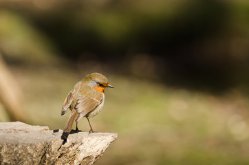 Robin on log