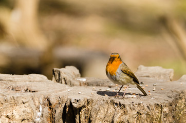 Robin in the sun