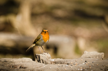 Robin at feeder