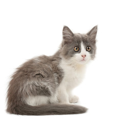 Grey and white kitten