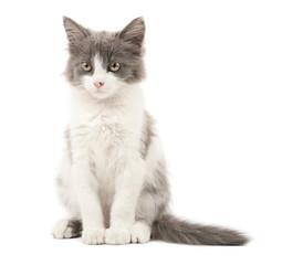 Grey and white kitten