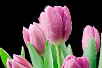 Tulipany na czarnym tle