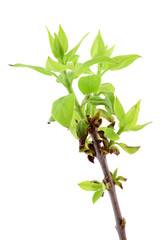 Lilac leaves bud isolated on white background