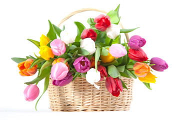 Fototapeta na wymiar Colorful tulips in a basket isolated on a white background