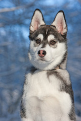 Siberian Husky in the snow