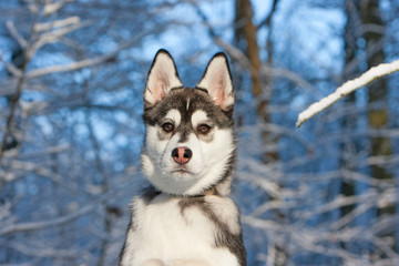 Siberian Husky in the snow