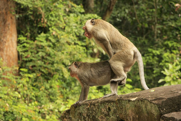 Fototapeta premium Long-tailed macaques mating