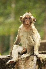 Long-tailed macaque