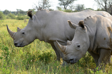 close up of rhino in Khama reserve,Botswana