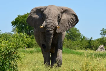 Fotobehang elephant at attack © gallas