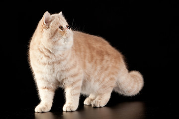 Exotic shorthair cat.  Exotic domestic cat on black background.