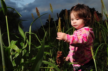 Victoria en el Sorgo