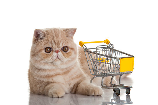 Exotic Shorthair Cat. Cat With Shopping Cart Isolated On White